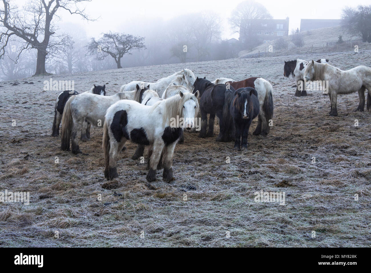 Feed horses in winter Fotos und Bildmaterial in hoher Auflösung Alamy
