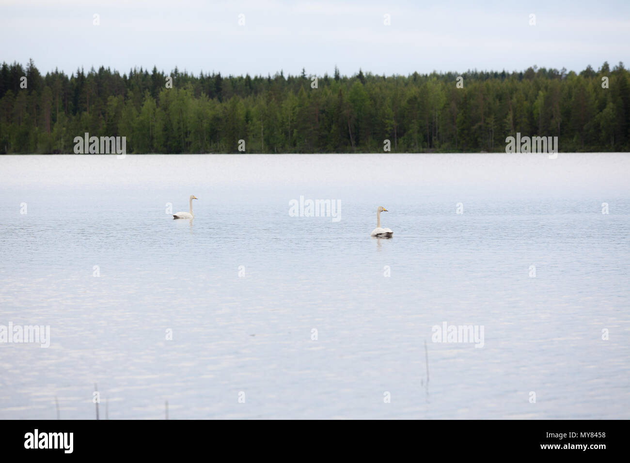 Singschwan Schwimmen auf dem See Stockfoto