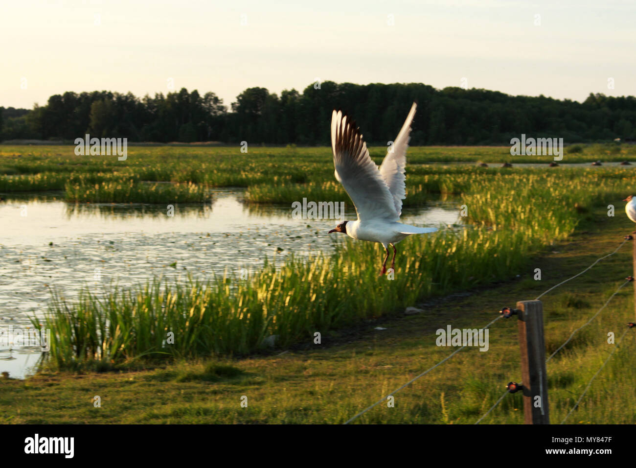 Vogel in Oset, einem Naturschutzgebiet in Örebro Schweden fliegen Stockfoto