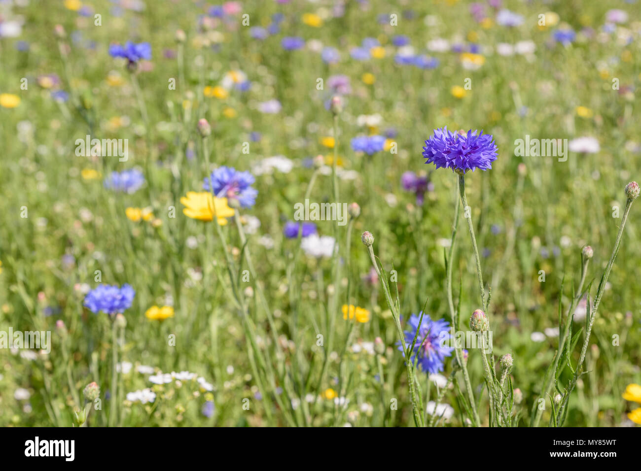 Ein Feld voller wilder Blumen an einem sonnigen Tag im Frühsommer mit Tiefe und einem blauen Mais Blume im Fokus. Stockfoto