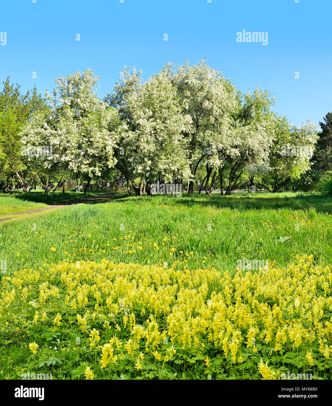 Sonnige frühling landschaft mit weiß blühende Apfelbäume, frisches Grün und der Teppich gelbe Wildblumen Corydalis und Löwenzahn auf der Wiese auf einer b Stockfoto