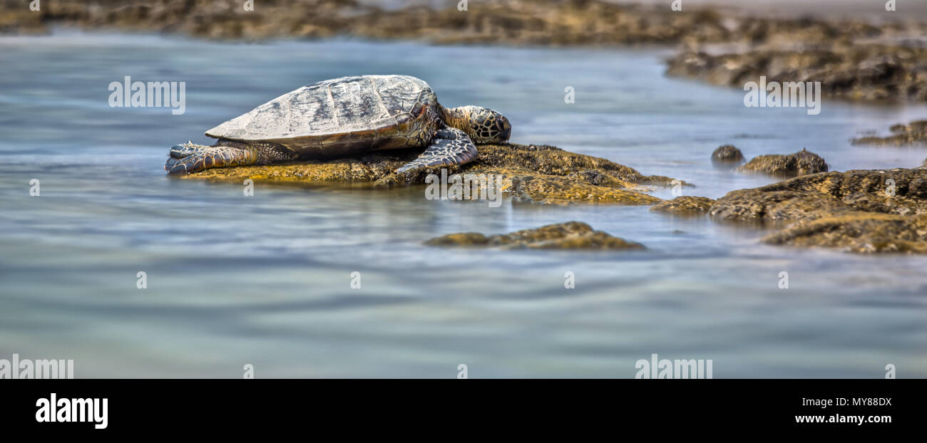 Sea Turtle ist die Verlegung auf den Steinen in der Bucht Stockfoto