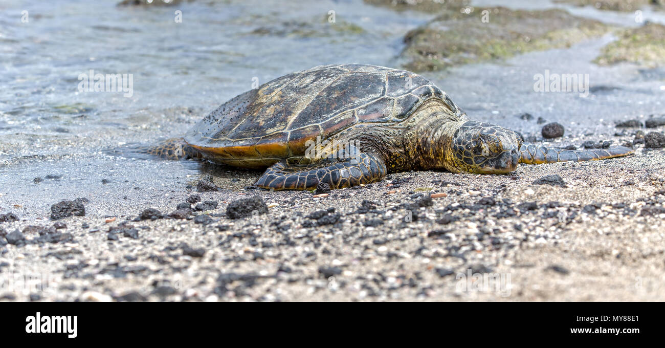 Sea Turtle ist am Strand in Hawaii Stockfoto
