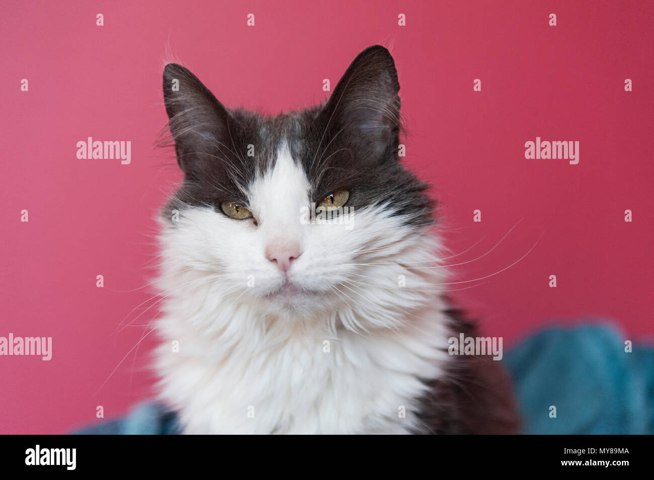 Katze auf rosa Hintergrund Stockfoto Katze auf rosa Hintergrund Stockfoto