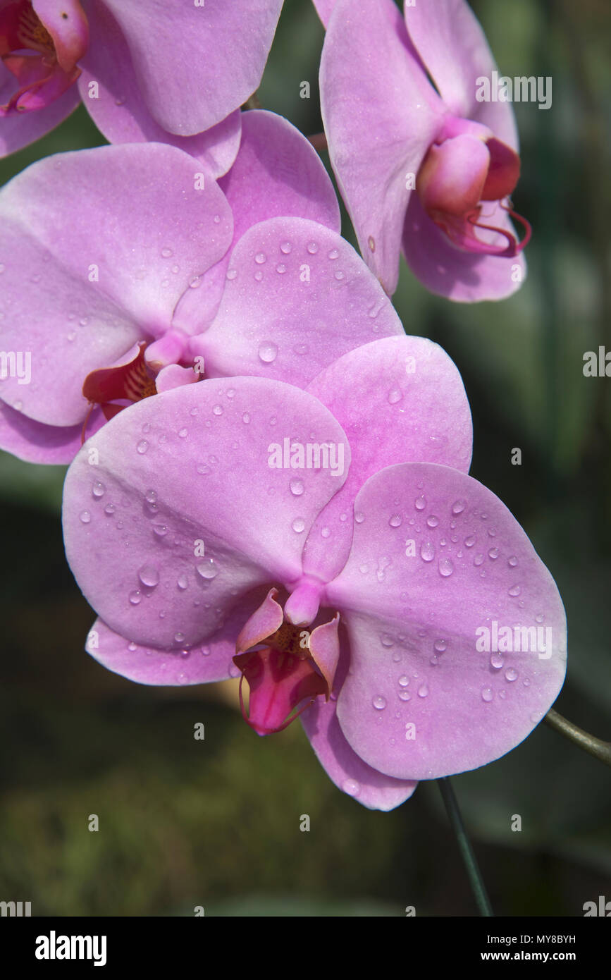 Close-up Pink Orchid petals Queen Sirikit Botanischer Garten Mae Rim Bezirk Nord Thailand Stockfoto