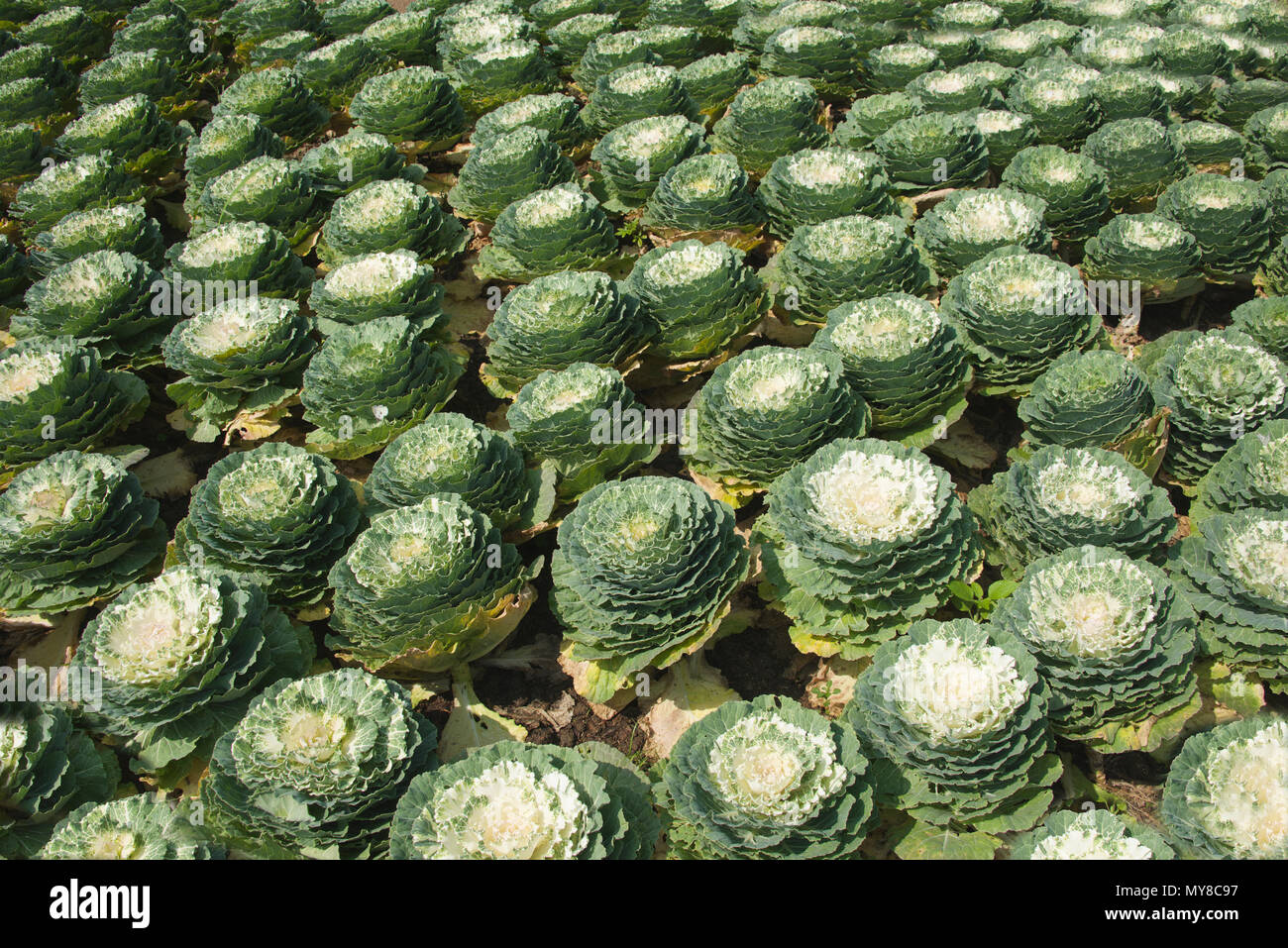 Zierpflanzen kopfkohl Queen Sirikit Botanischer Garten Mae Rim Bezirk Nord Thailand Stockfoto