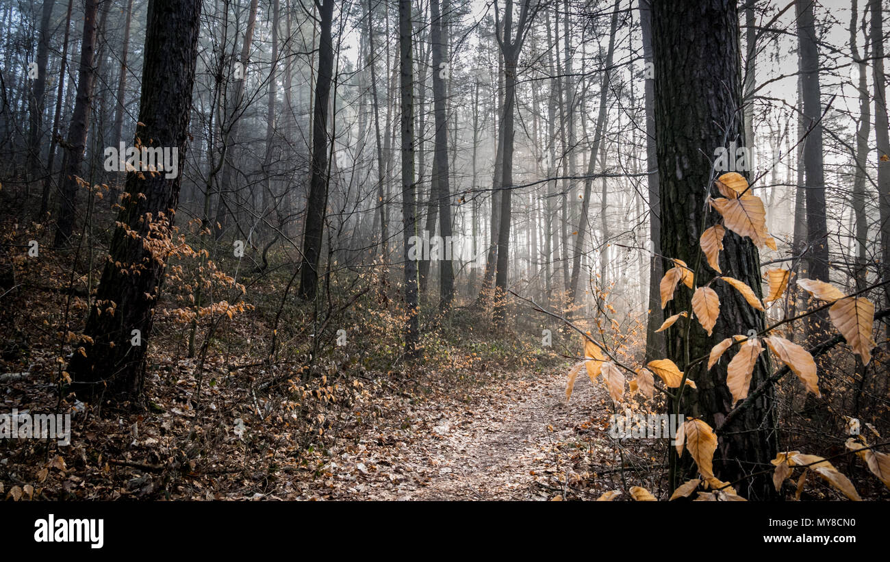 Wanderweg durch eine scheinbar verzauberte Wald und Nebel steigt zwischen Bäumen. (Deutschland). Stockfoto