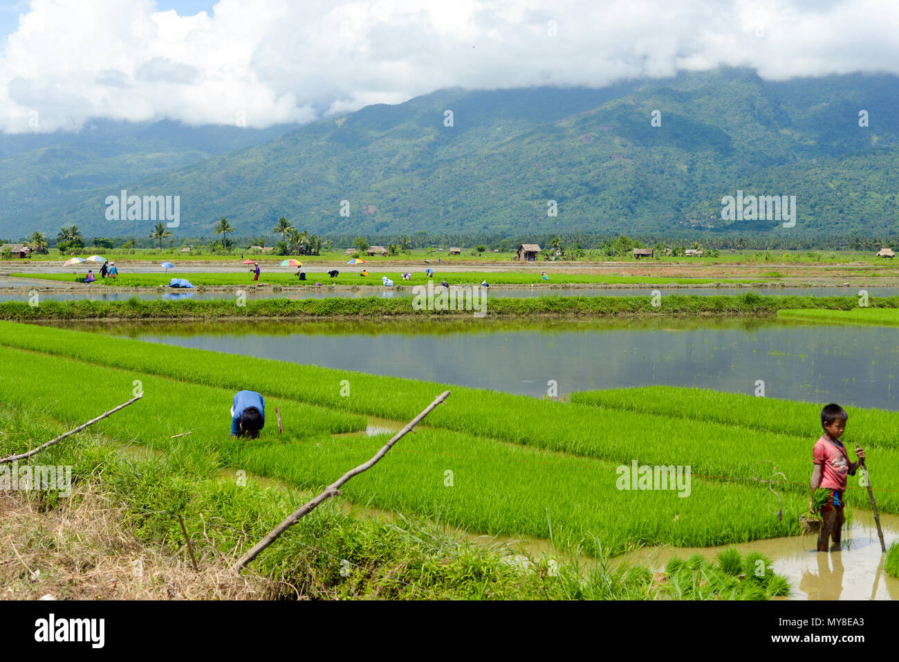 Die manuelle Arbeit im philippinischen Reisfeldern von Mindoro Stockfoto