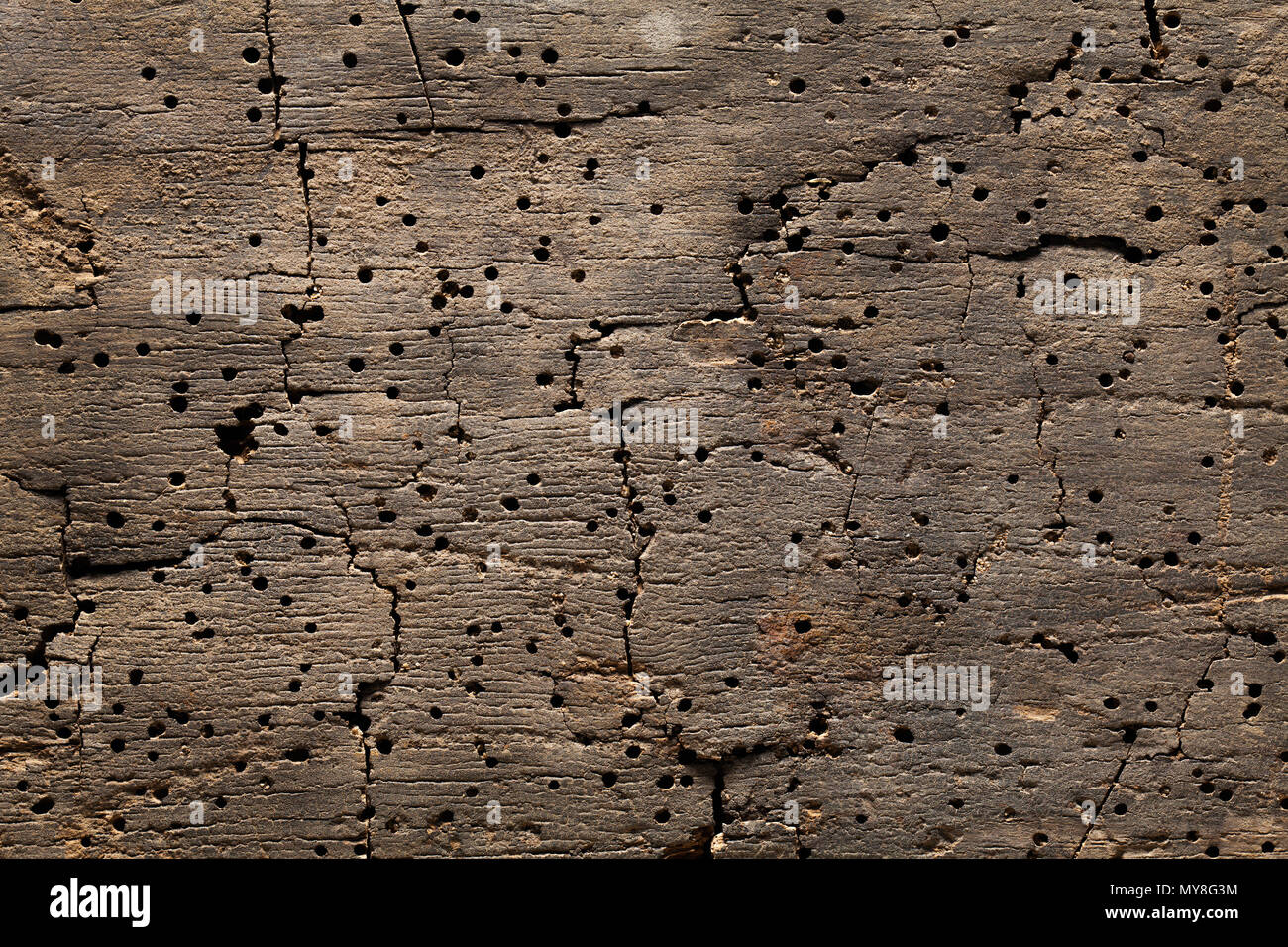 Altes Board, weg von woodworm gegessen. Close Up. Stockfoto
