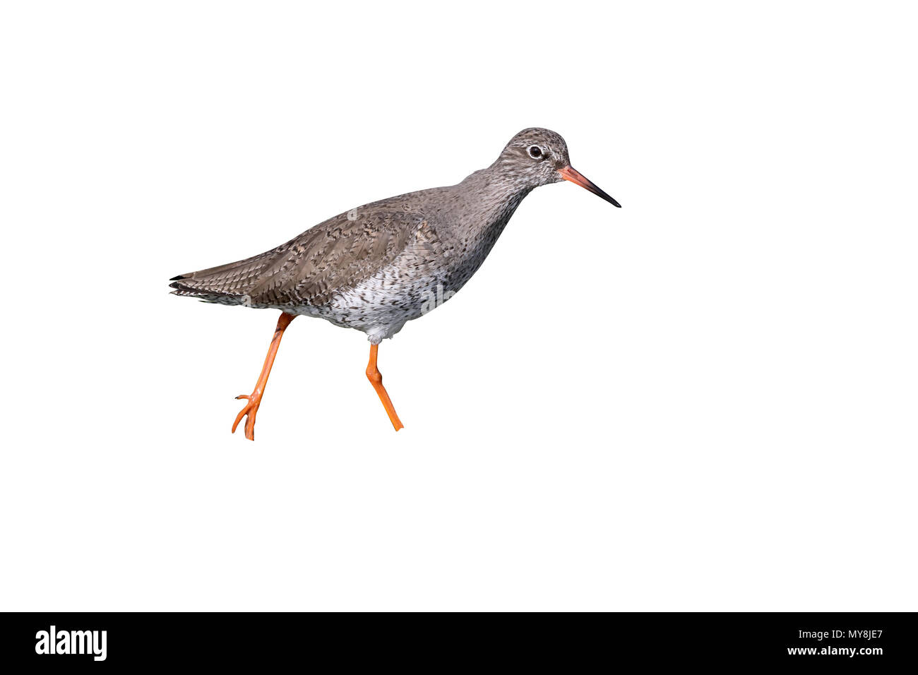 Rotschenkel Tringa Totanus, einziger Vogel auf dem Rasen, Kent, April 2017 Stockfoto
