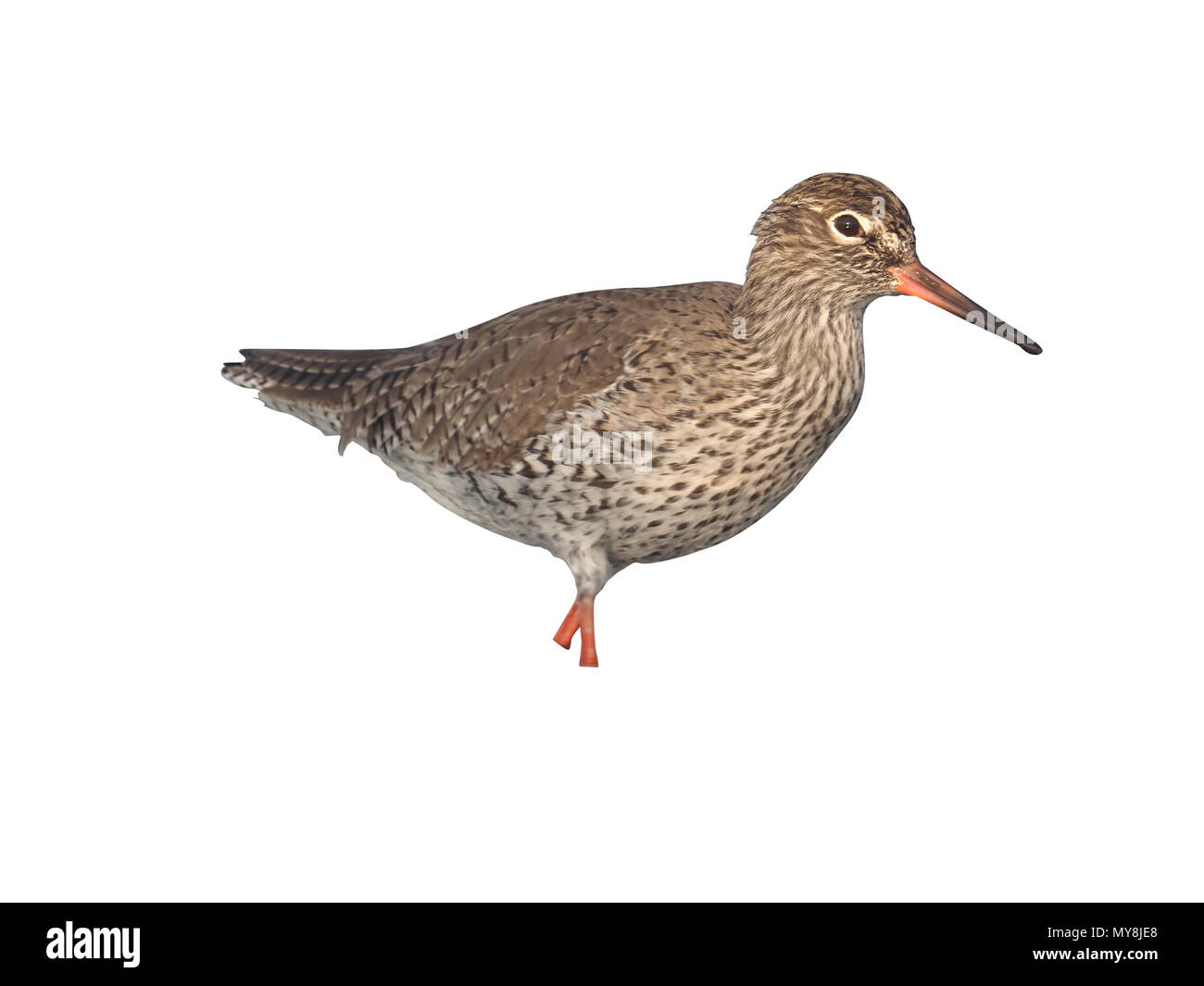 Rotschenkel Tringa totanus, single, Vogel im Wasser, Spanien, Mai 2018 Stockfoto