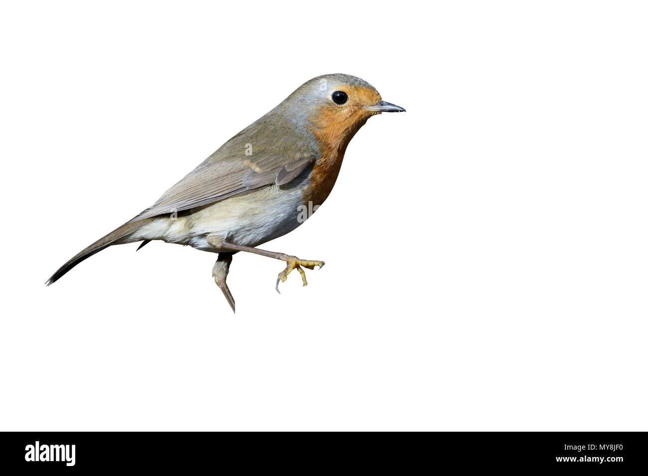 Robin, Erithacus Rubecula, einzelne Vogel auf Zweig, Warwickshire, Dezember 2016 Stockfoto