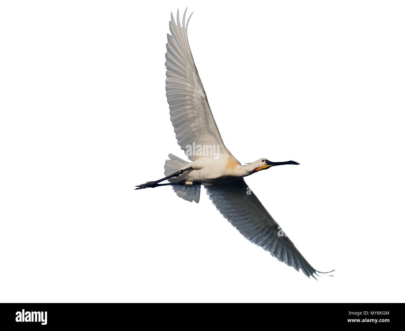 Löffler, Platalea leucorodia, ein Vogel im Flug, Spanien, Mai 2018 Stockfoto