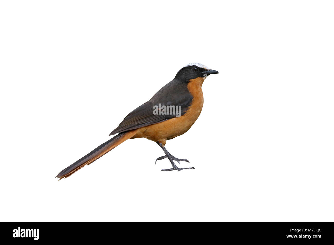 White-crowned Robin-Chat, Cossypha Albicapilla einziger Vogel auf Zweig, Gambia, März 2017 Stockfoto