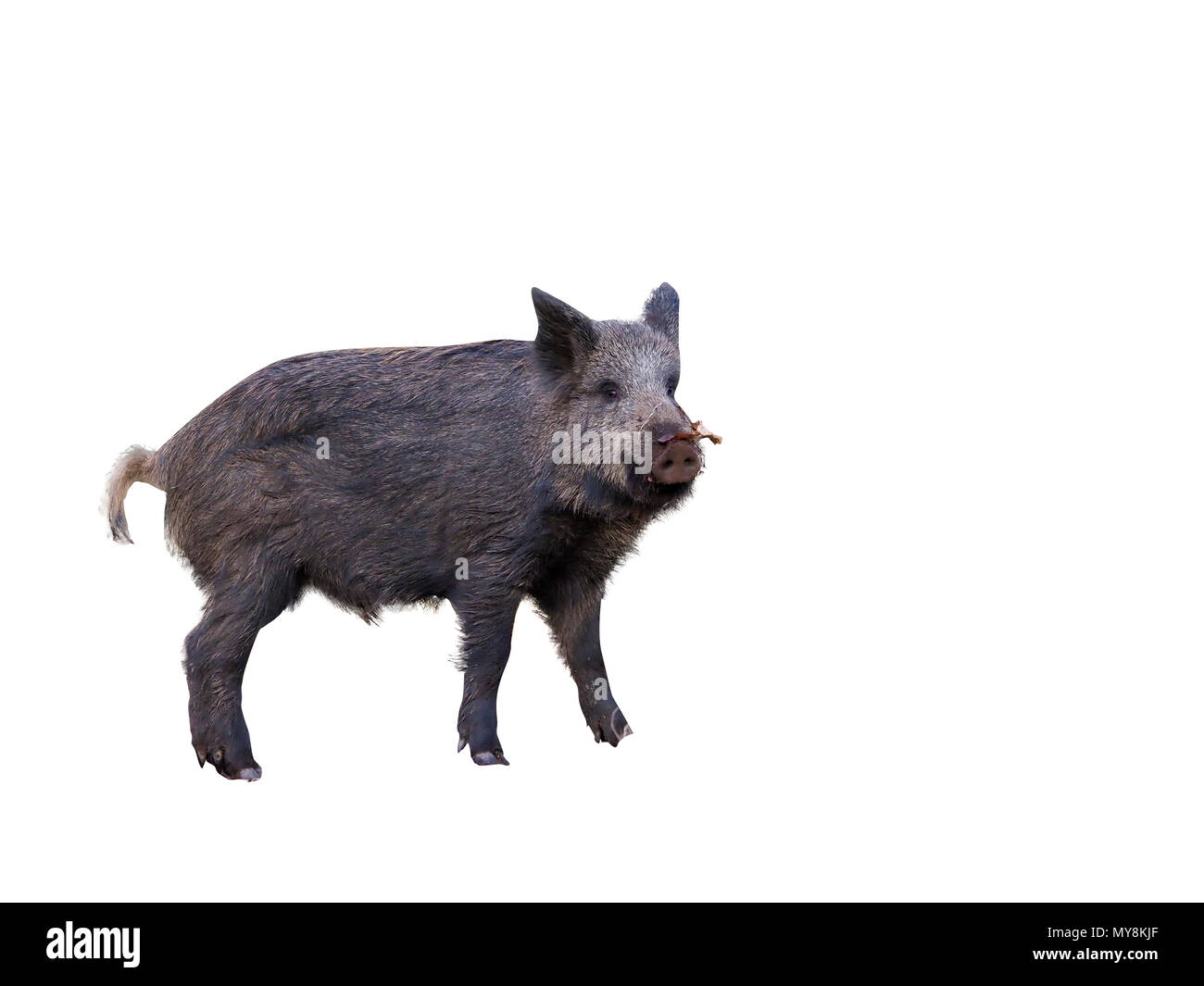 Wildschwein, Sus scrofa, einzelner Tiere, Wald von Dean, Gloucestershire, Februar 2018 Stockfoto