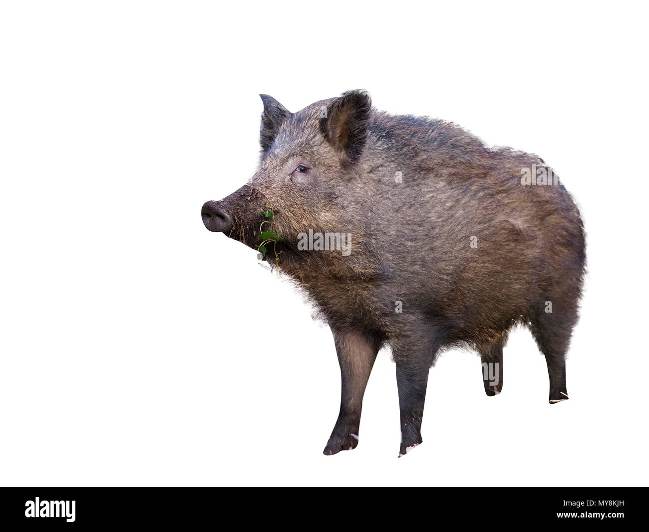 Wildschwein, Sus scrofa, einzelner Tiere, Wald von Dean, Gloucestershire, Februar 2018 Stockfoto