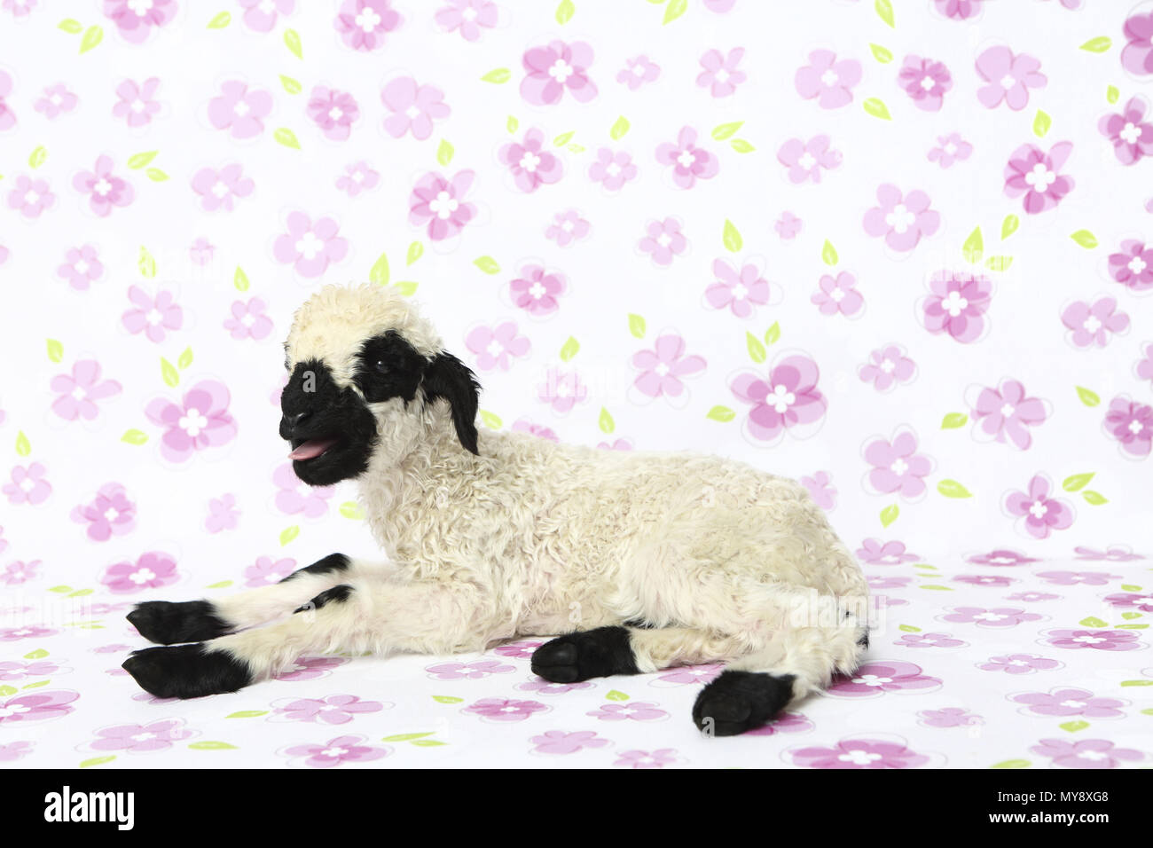 Wallis Blacknose Schafe. Lamm (6 Tage alt) liegen, während blöken. Studio Bild vor einem weißen Hintergrund mit Blumen. Deutschland Stockfoto