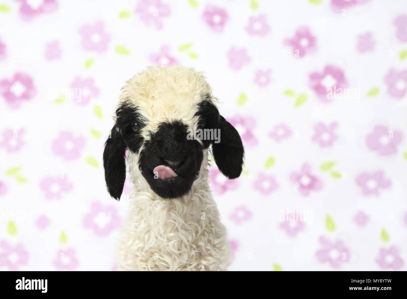 Wallis Blacknose Schafe. Porträt eines Lammes (6 Tage alt), lecken, seine Nase. Studio Bild vor einem weißen Hintergrund mit Blumen. Deutschland Stockfoto