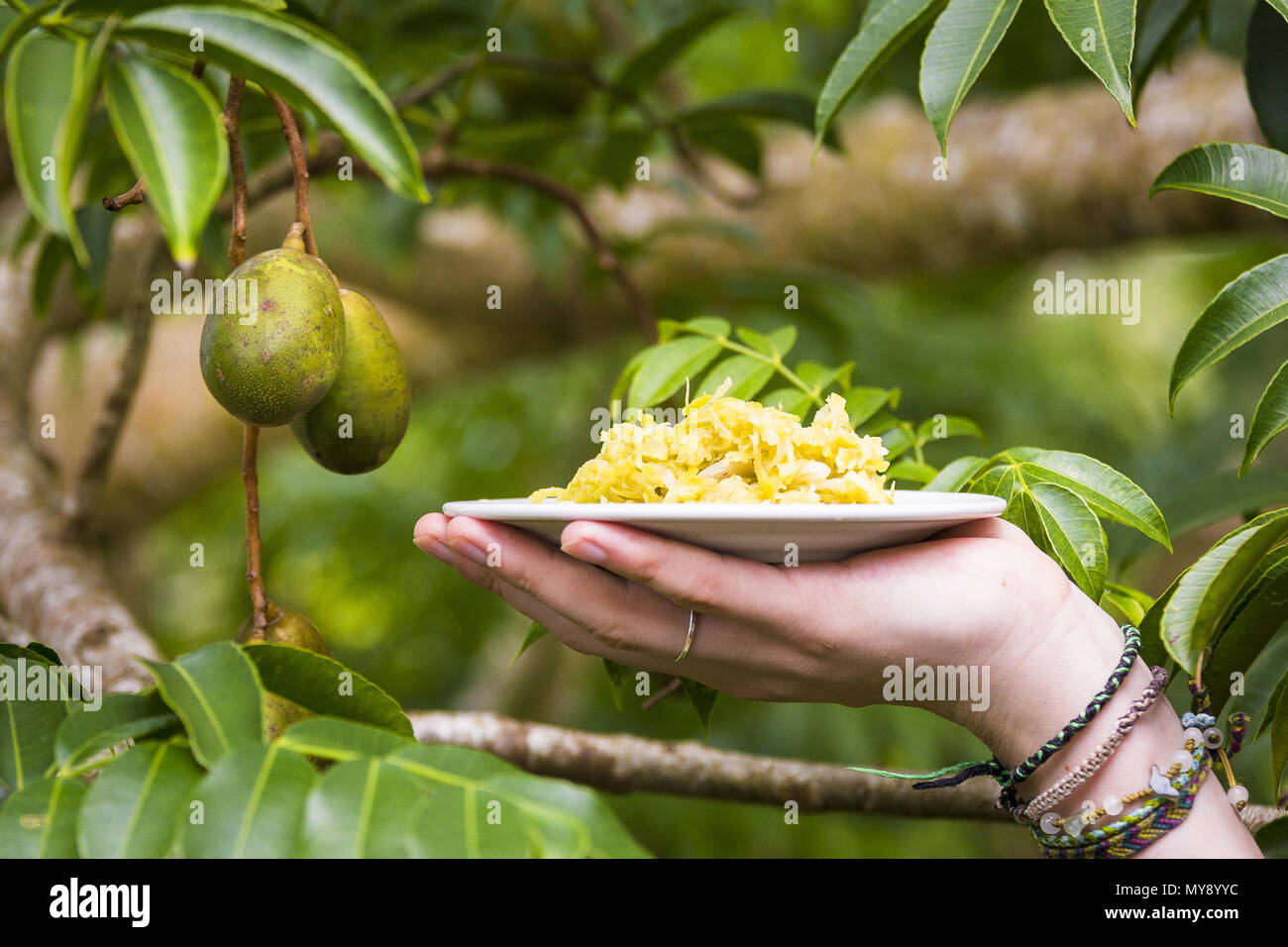 Golden Plum (Spondias dulcis). Hand hält Teller mit Obst vor Baum mit Früchten. Seychellen Stockfoto