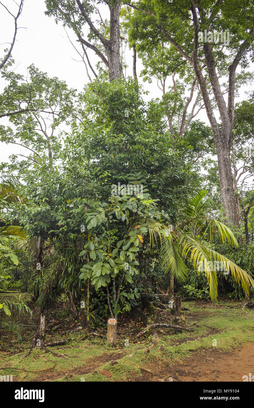 Polyscias crassa, kleiner Baum oder Strauch, endemisch auf den Seychellen Stockfoto