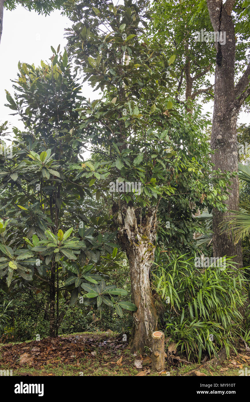 Timonius sechellensis Cassant, Bois de Monatagne. Baum, endemisch auf den Seychellen Stockfoto