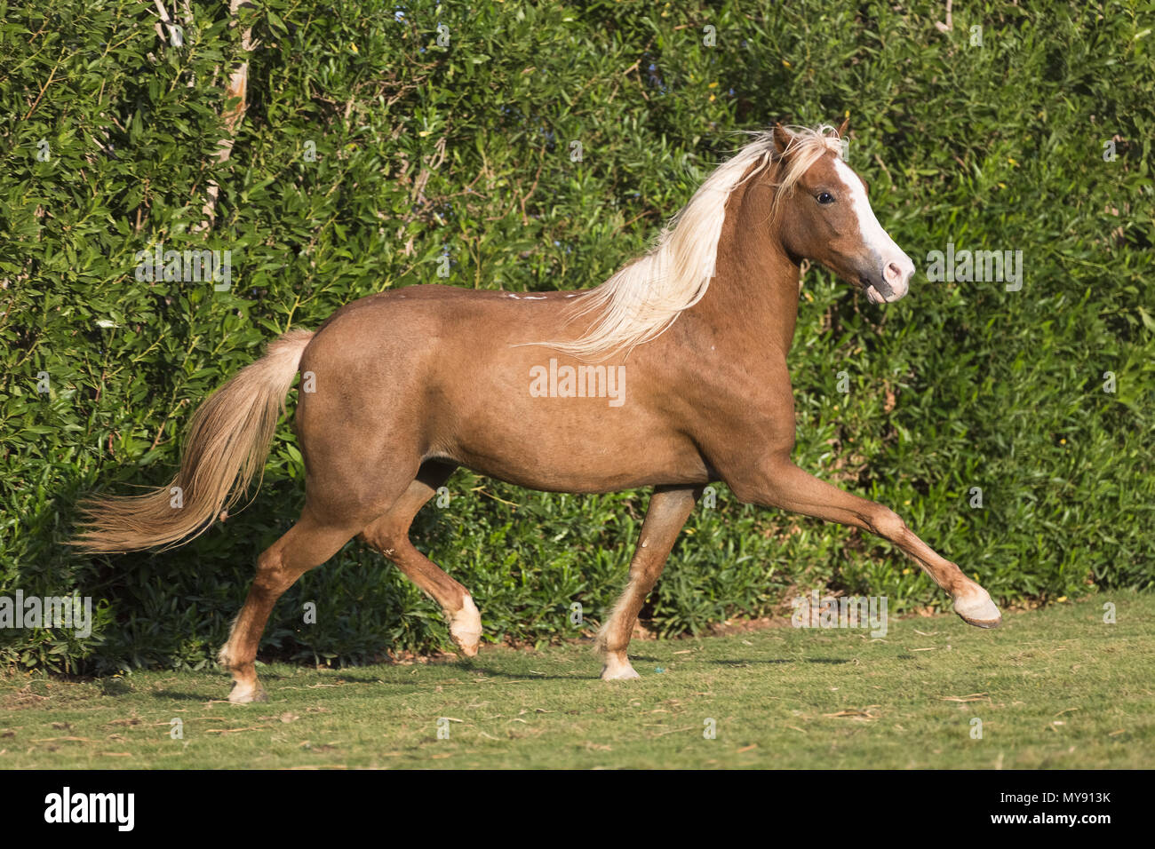 Welsh Pony. Chestnut Mare Trab auf einem Rasen. Ägypten Stockfoto