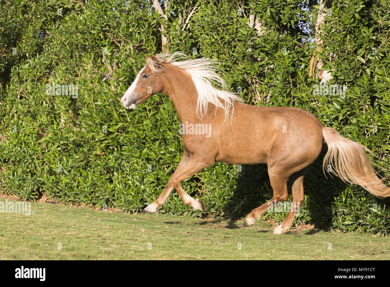 Welsh Pony. Chestnut Mare Galopp auf einem Rasen. Ägypten Stockfoto