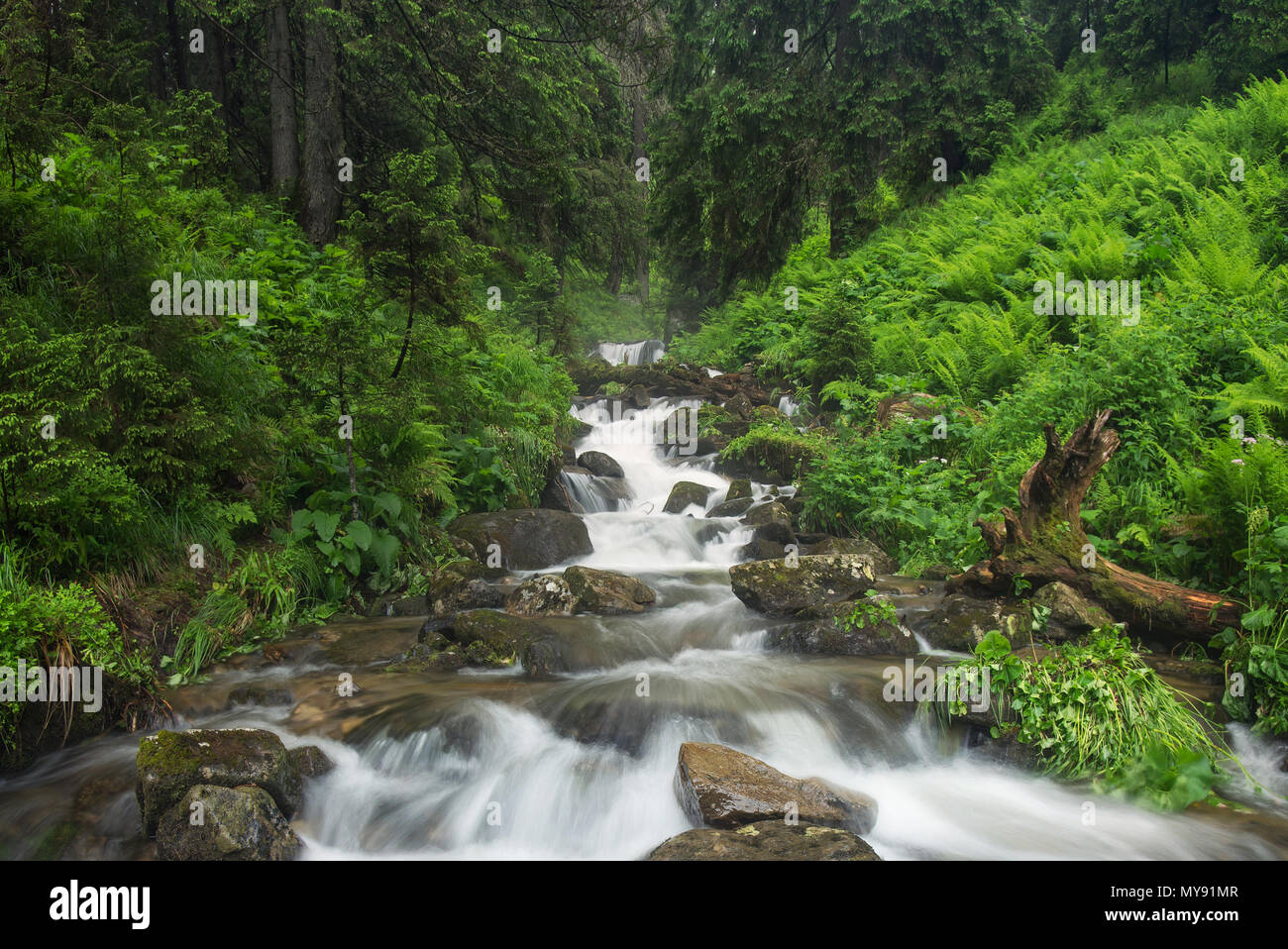 Schnelle Fluss im Sommer Wald. Wunderschöne natürliche Landschaft im Sommer Stockfoto