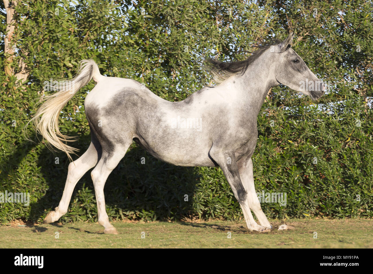 Arabische Pferd. Pinto Stute mit einem in seiner Senkrücken. Ägypten Stockfoto