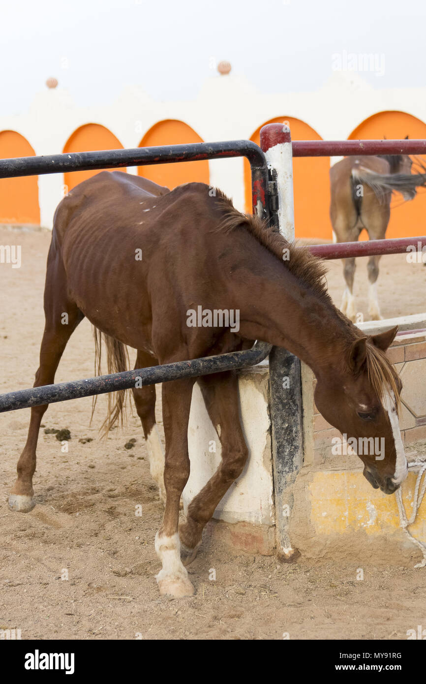 Arabian Horse Pferd. Chestnut Erwachsenen leiden unter Sommerekzem selbst Kratzen an einem Zaun. Ägypten Stockfoto