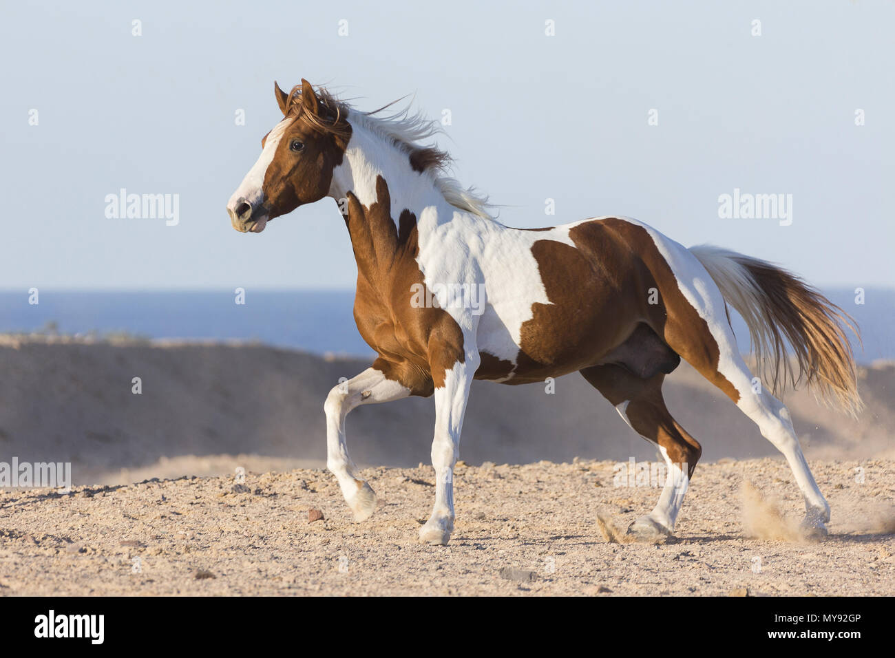 American Paint Horse. Tobiano Stallion in der Wüste galoppieren. Ägypten Stockfoto