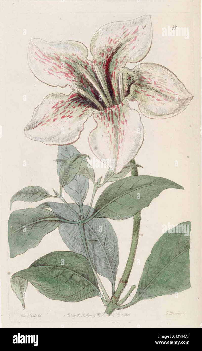. Rothmannia Longiflora. 1845. Botanical Register 15 47 Rothmannia longiflora Stockfoto