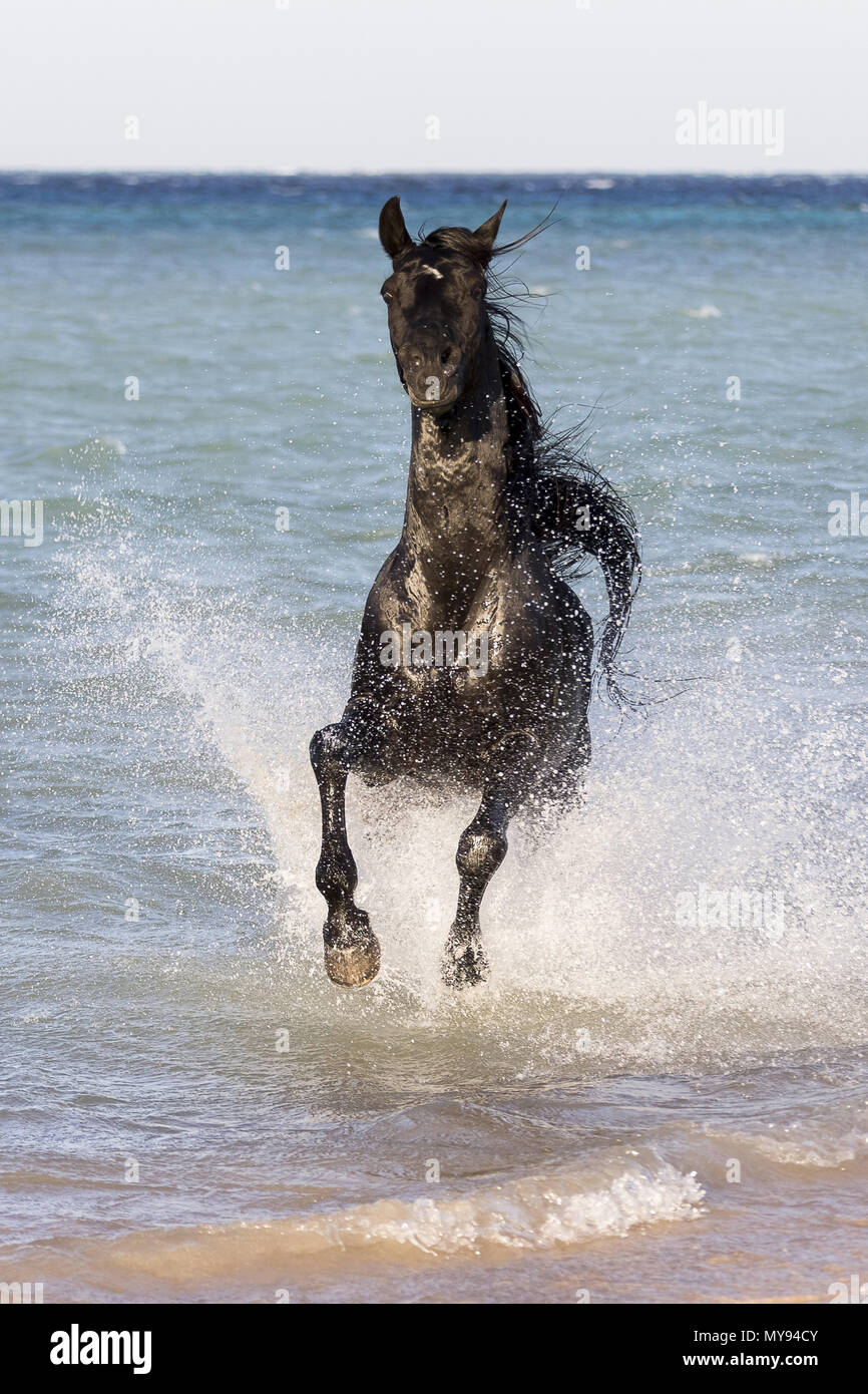 Arabisches Pferd. Schwarzer Hengst im Galopp am Strand. Ägypten Stockfoto