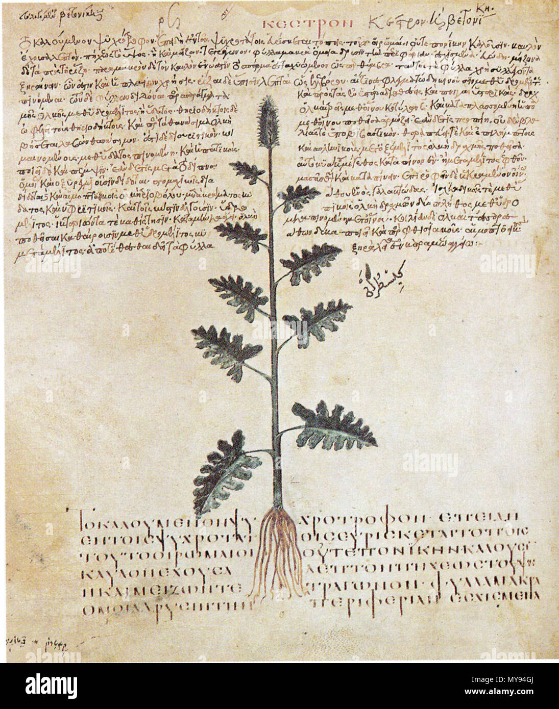 . Pflanzliche; De Materia Medica. 1655 16 63 - Dioscoride B Stockfoto