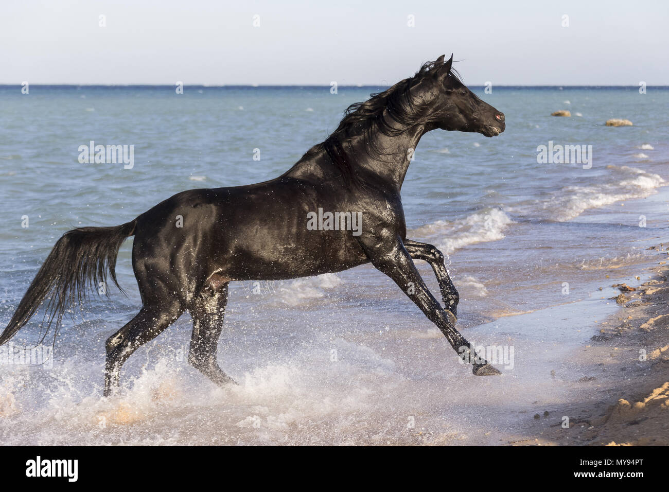Arabisches Pferd. Schwarzer Hengst im Galopp am Strand. Ägypten Stockfoto