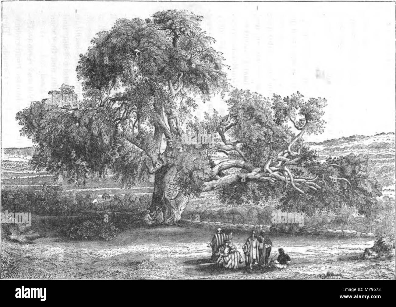 . Englisch: Abrahams Eiche. 1873. Unbekannt 21 Abrahams Eiche Stockfoto