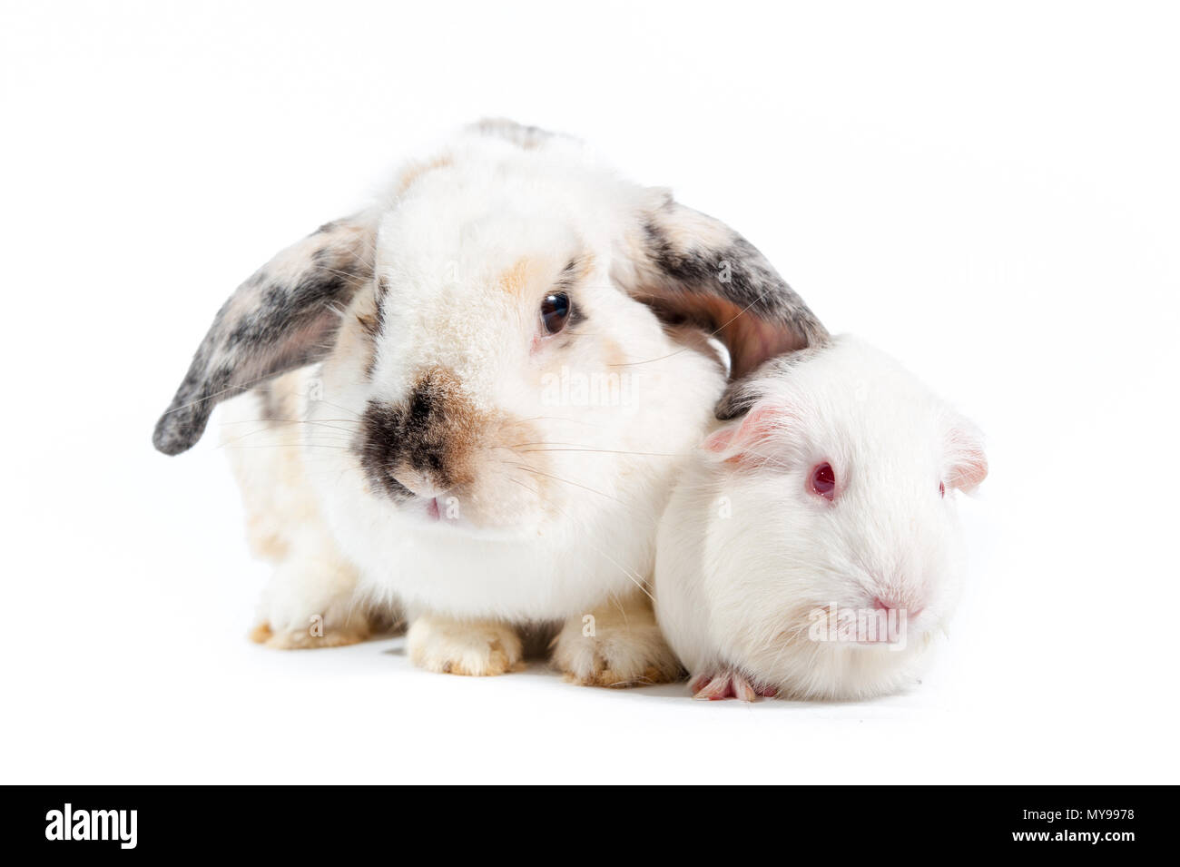 Kaninchen und Ratten Familie Paar Stockfoto