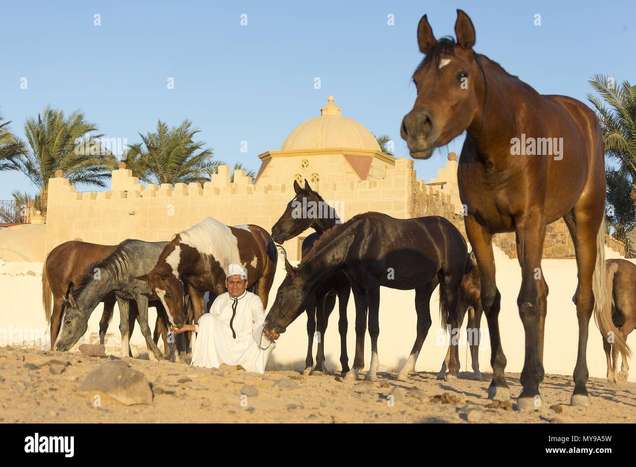 Arabische Pferd. Lokale mit ihren Pferden vor einem Gebäude. Ägypten Stockfoto
