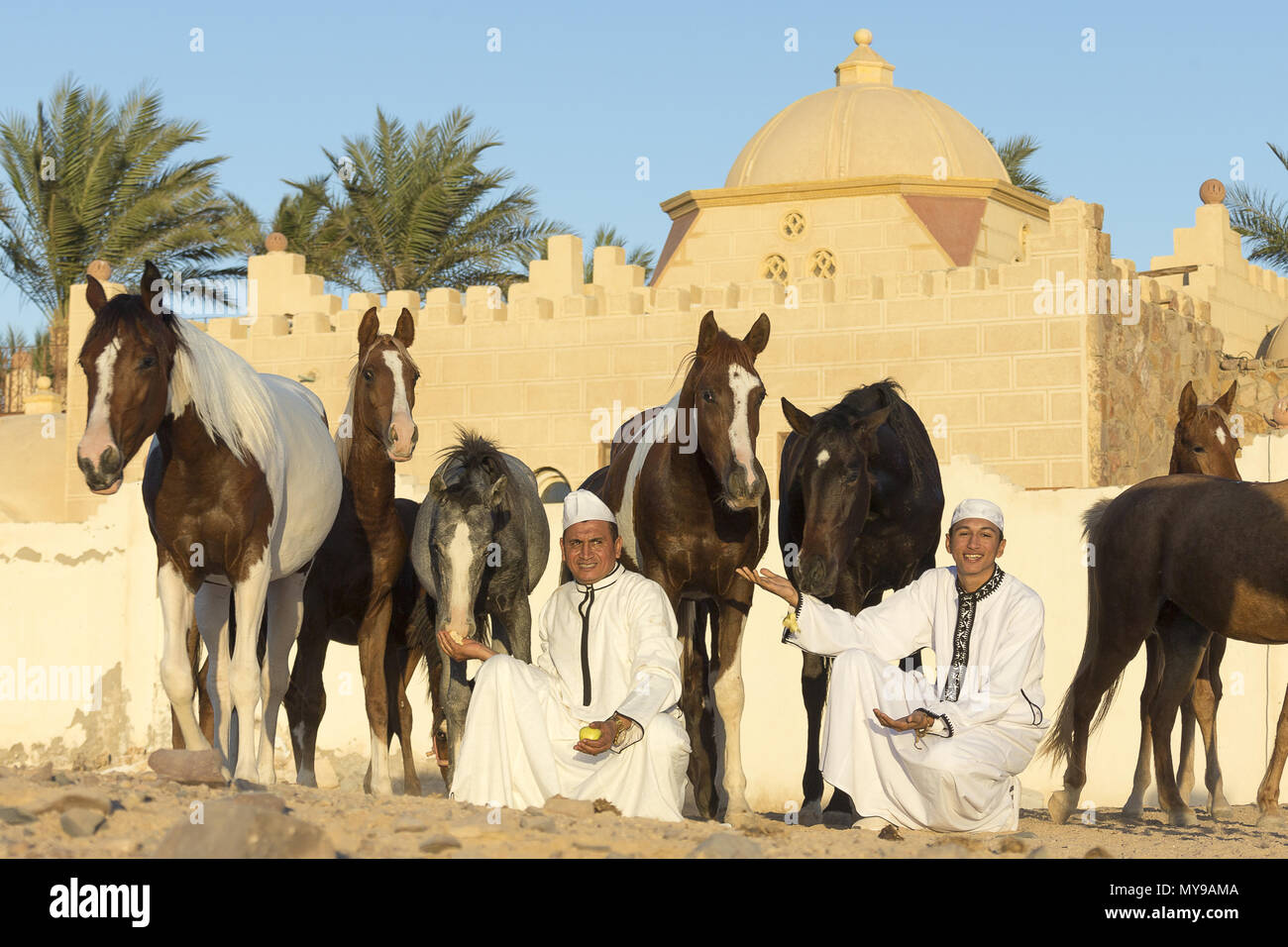 Arabische Pferd. Zwei einheimische mit ihren Pferden vor einem Gebäude. Ägypten Stockfoto