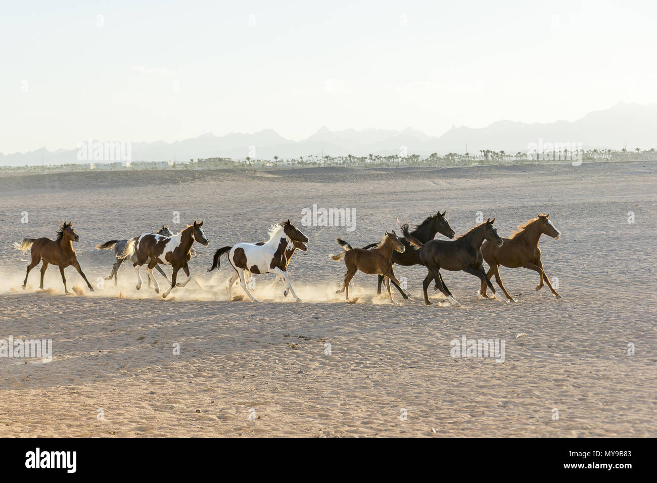 Arabische Pferd. Gruppe von Jugendlichen Stuten in der Wüste im Abendlicht galoppieren. Ägypten Stockfoto