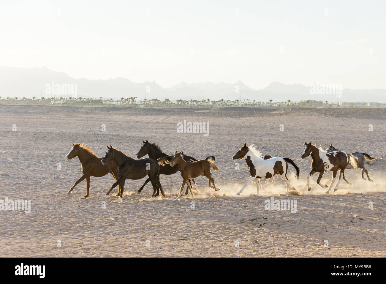 Arabische Pferd. Gruppe von Jugendlichen Stuten in der Wüste im Abendlicht galoppieren. Ägypten Stockfoto