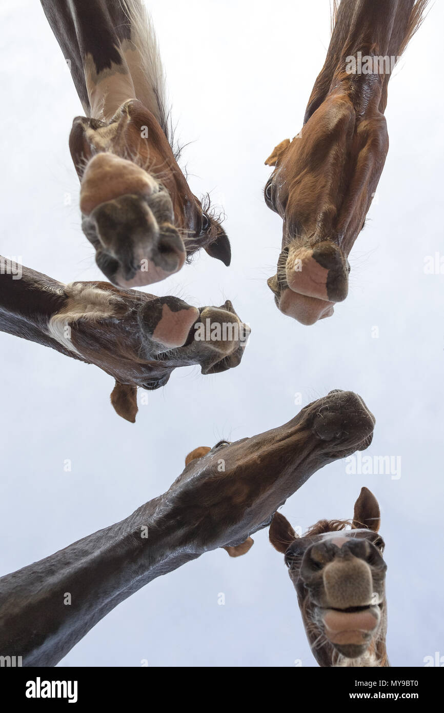 Arabische Pferd. Vier junge Stuten warten auf eine Belohnung, gesehen von unten. Ägypten Stockfoto