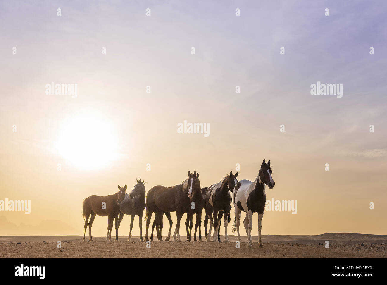 Arabische Pferd. Drei jugendliche Stuten in der Wüste stehen, Abendlicht. Ägypten Stockfoto