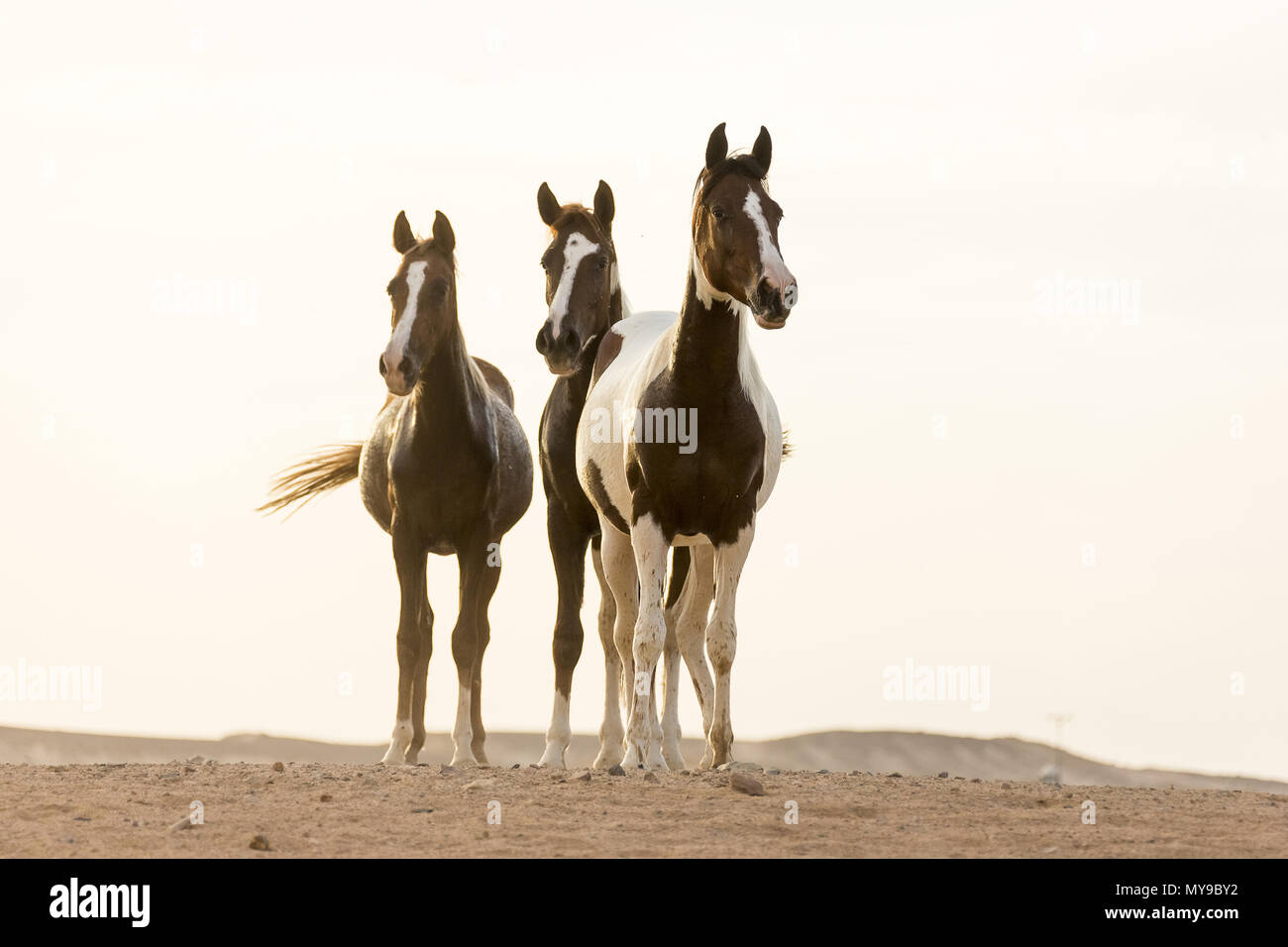 Arabische Pferd. Drei jugendliche Stuten in der Wüste stehen, Abendlicht. Ägypten Stockfoto