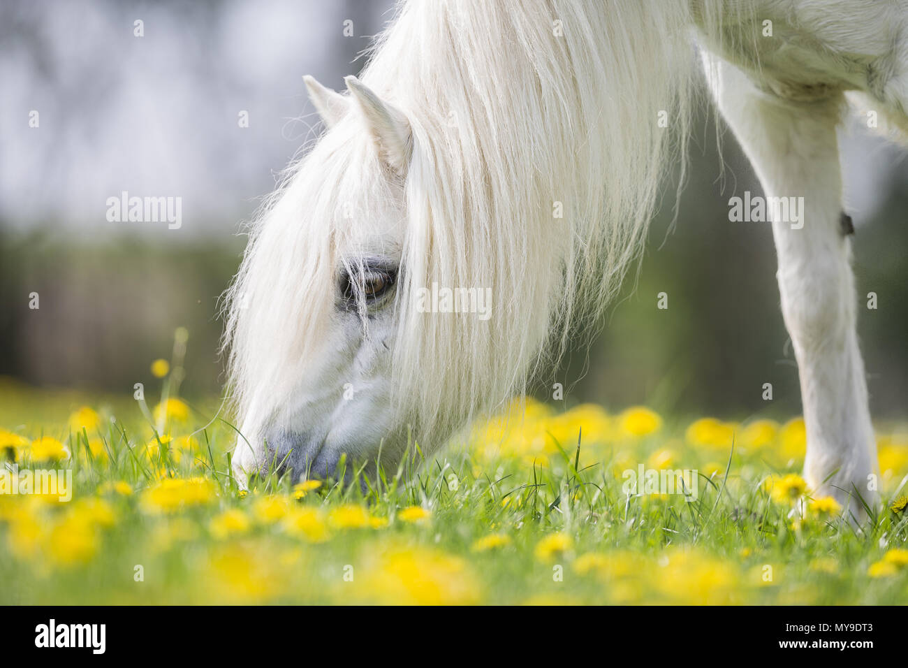 Shetland Pony. Portrait mit grauen Stute grasen. Deutschland Stockfoto
