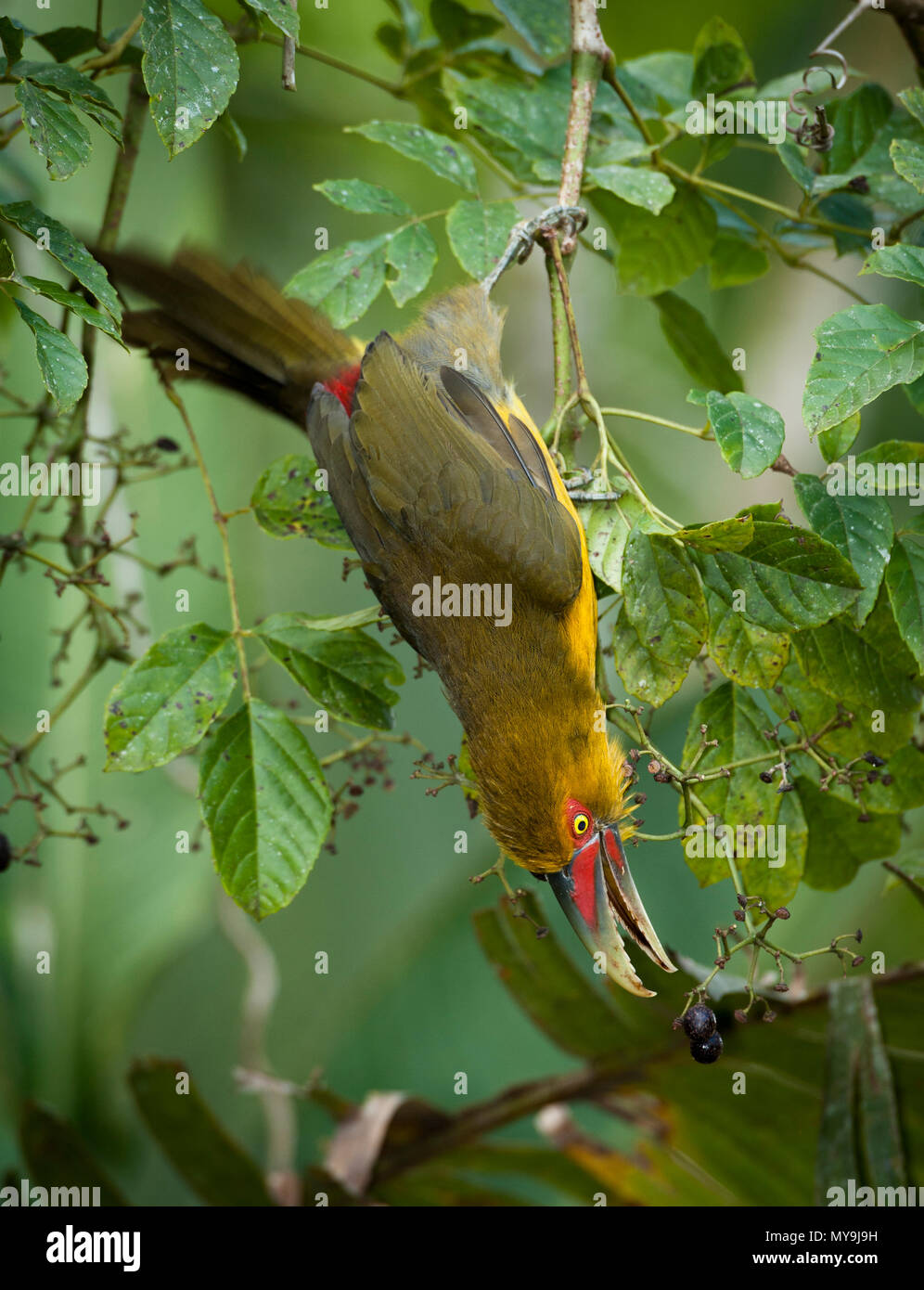 Ein Safran Toucanet (Pteroglossus bailloni Früchte essen vom Atlantischen Regenwald von SE Brasilien) Stockfoto