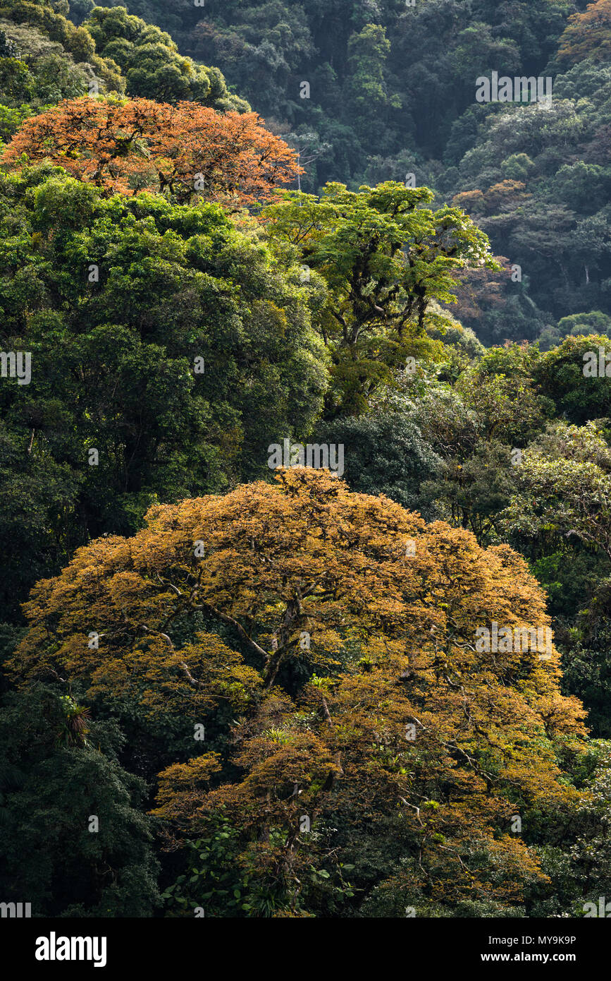 Big Jatobá Bäume (Hymenaea courbaril) mit neuen bunten Blätter, in der Atlantischen Regenwald von SE Brasilien. Stockfoto