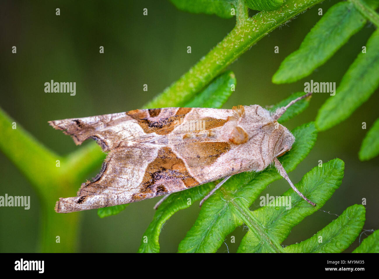 UK Wildlife: Winkel Schattierungen Motte (phlogophora meticulosa) in Ruhe im Tageslicht auf Farn auf Moorland, Ilkley Moor, West Yorkshire Stockfoto
