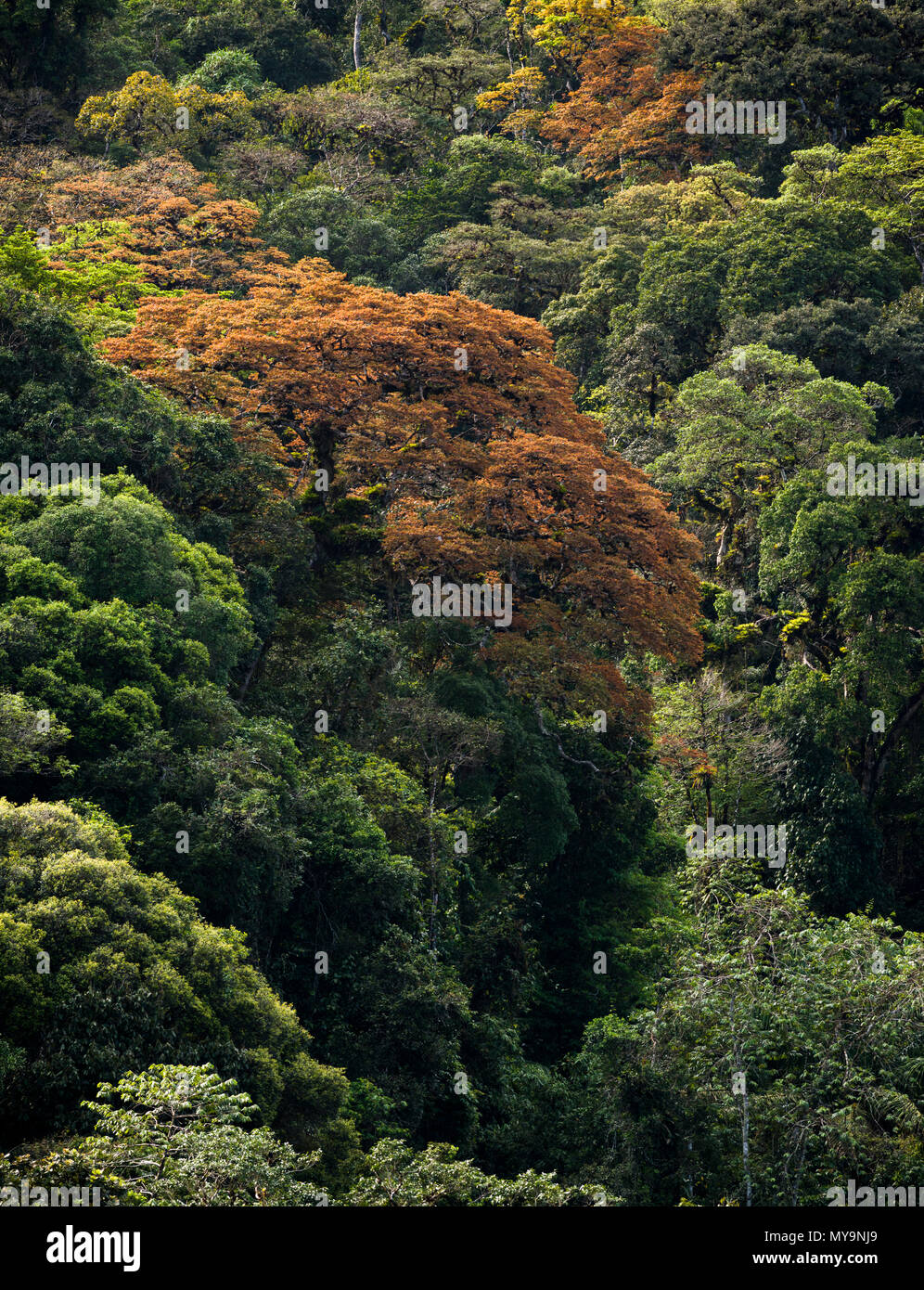 Big Jatobá Bäume (Hymenaea courbaril) mit neuen bunten Blätter, in der Atlantischen Regenwald von SE Brasilien. Stockfoto