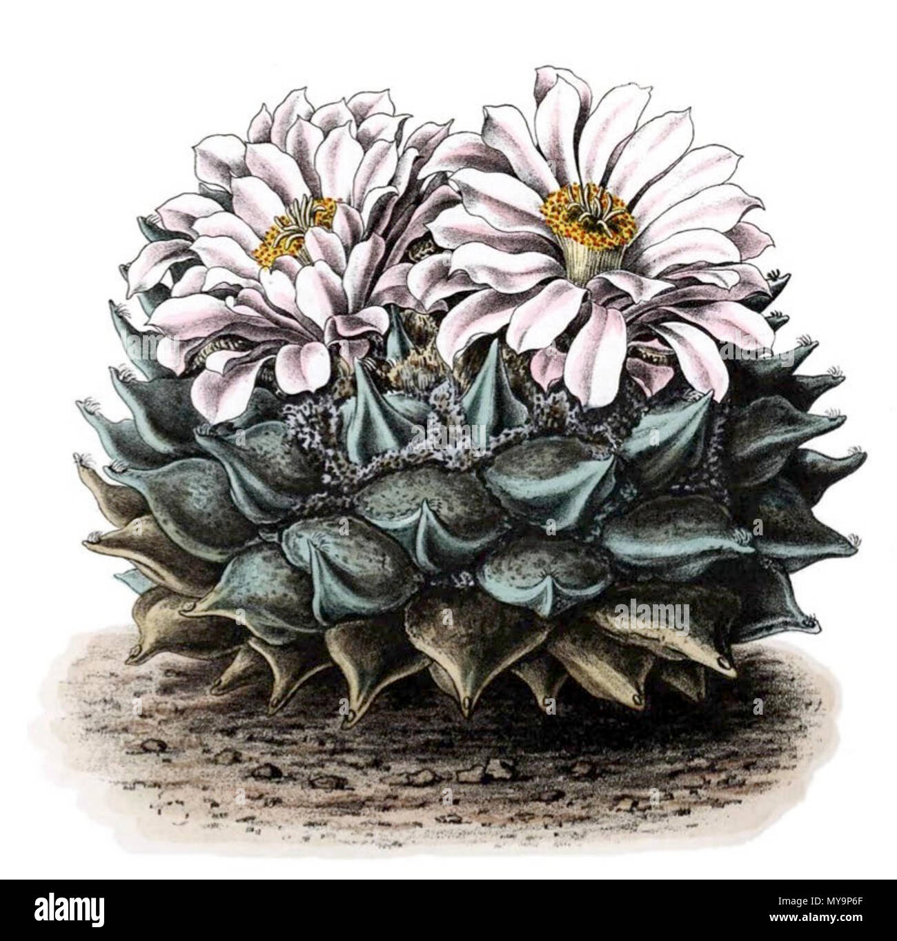 . Englisch: Ariocarpus retusus. 1904. Schumann, Gürke & Vaupel Peter A. Mansfeld für die Lösung Bild. 48 Ariocarpus retusus BlKakteenT 48 Stockfoto